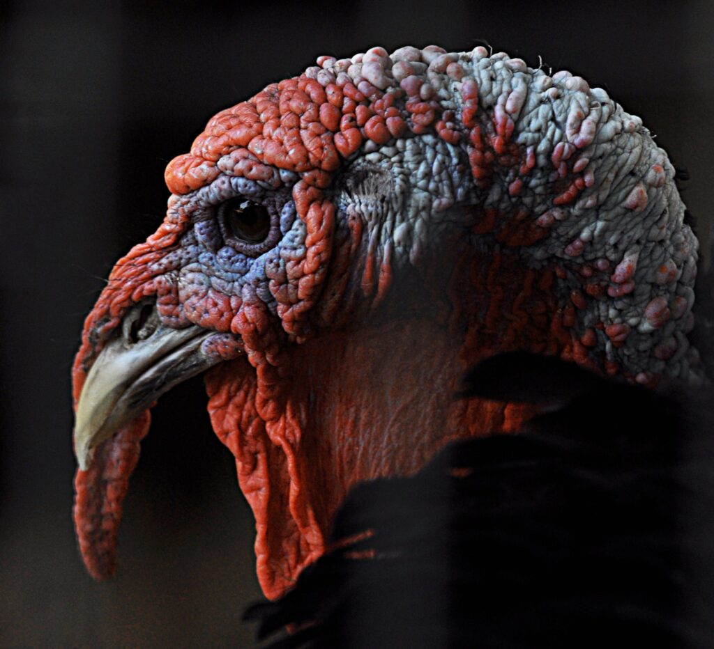 Detailed profile of a wild turkey's head against a dark background.